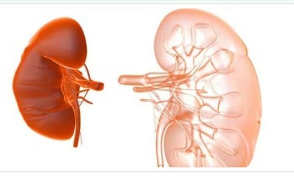 কিডনি সুস্থ রাখতে উপকারী যেসব খাবার