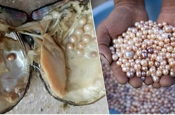 বাংলাদেশী যুবকের পুকুরে মাছের সাথে মু’ক্তা চাষ করে প্রতিমাসে আয় ৩ লাখ টাকা।