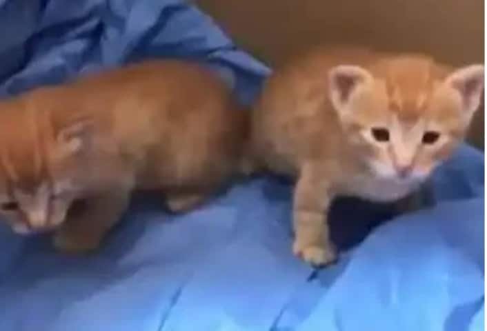 অসুস্থ সন্তানকে মুখে নিয়ে  হাসপাতালে মা বিড়াল, তারপর যা ঘটল?